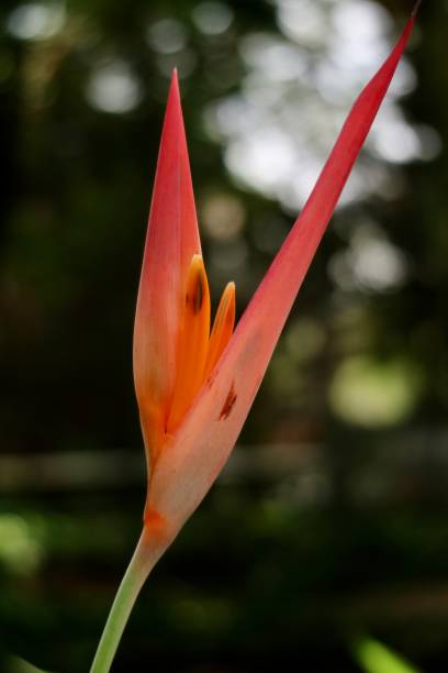 istock Heliconia Pisttacorum 1467707246