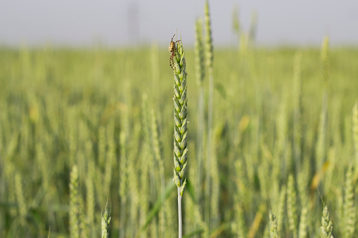 wheat ear with a spider on the top in summer golden  field of wheat