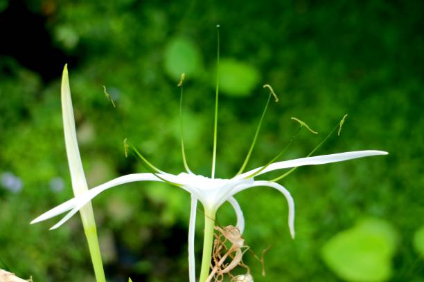 istock Hymenocallis littoralis 1467707424