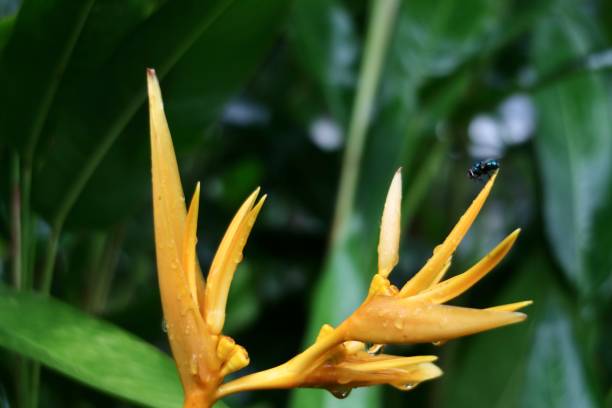 istock Heliconia Pisttacorum 1467707537