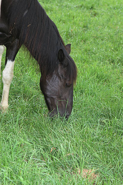 istock Black and white horse eating 146770861