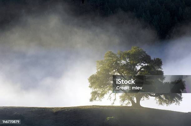 Silhueta De Árvore No Nevoeiro - Fotografias de stock e mais imagens de Ao Ar Livre - Ao Ar Livre, Carvalhal, Carvalho