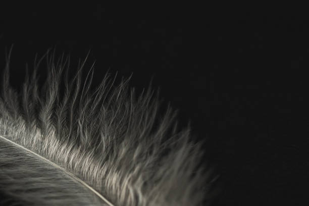 istock White fluffy feather on a black background, close-up. Plumage Detail 1467709187