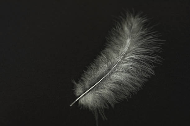 istock White fluffy feather on a black background, close-up. Plumage Detail 1467709218