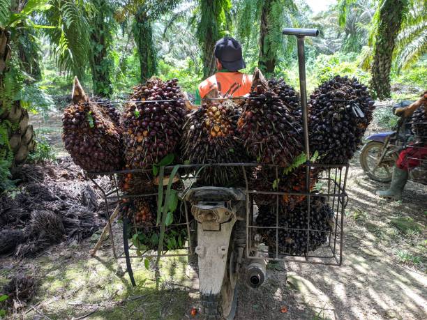 istock workers carrying oil palm on motorbikes 1467710345