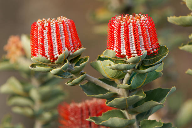 Albany Banksia - Banksia coccinea also scarlet, waratah or Albany banksia, erect shrub or small tree in Proteaceae in south west coast of Western Australia, red blossom in the green bush stock photo