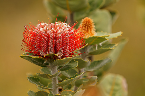 Albany Banksia - Banksia coccinea also scarlet, waratah or Albany banksia, erect shrub or small tree in Proteaceae in south west coast of Western Australia, red blossom in the green bush.