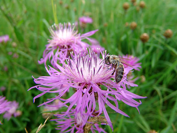 Flower Bee A bee gathering pollen on a thistle flower bristlethistle stock pictures, royalty-free photos & images