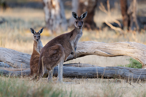 Canguro gris occidental - Macropus fuliginosus también canguro gigante o de cara negra o mallee o canguro hollín, canguro común grande de la parte sur de Australia, en arbustos photo
