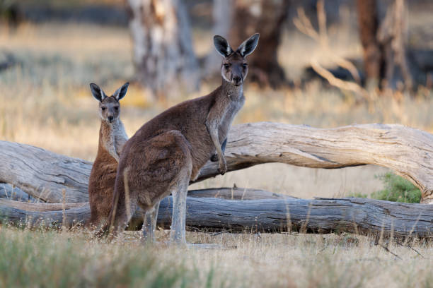 Western Grey Kangaroo - Macropus fuliginosus also giant or black-faced or mallee kangaroo or sooty kangaroo, large common kangaroo from southern part of Australia, in bushes