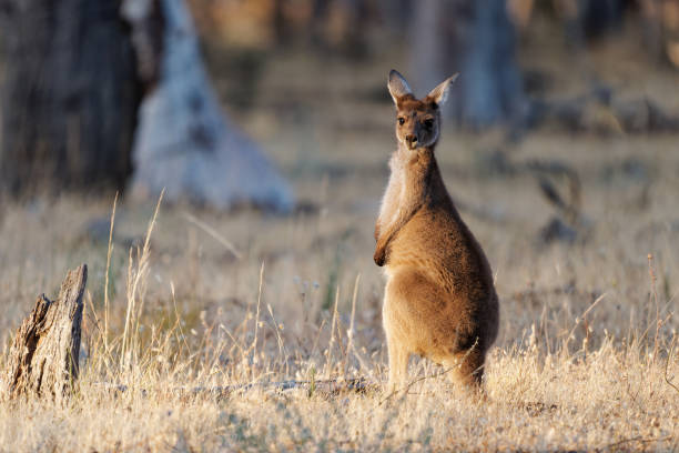 istock Western Grey Kangaroo - Macropus fuliginosus also giant or black-faced or mallee kangaroo or sooty kangaroo, large common kangaroo from southern part of Australia, in bushes 1467711151