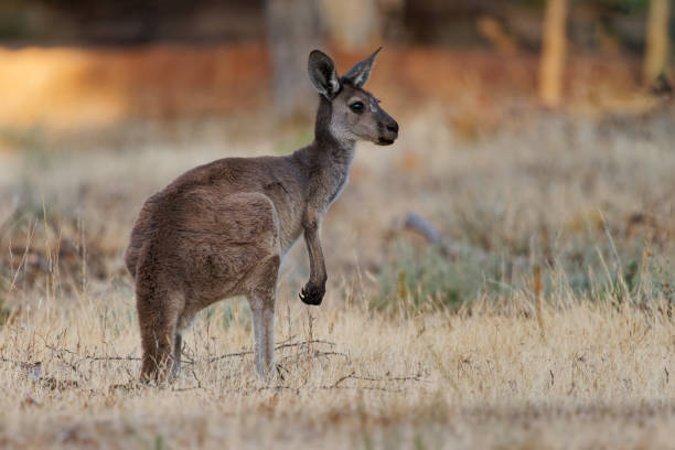 Western Grey Kangaroo - Macropus fuliginosus also giant or black-faced or mallee kangaroo or sooty kangaroo, large common kangaroo from southern part of Australia, in bushes stock photo