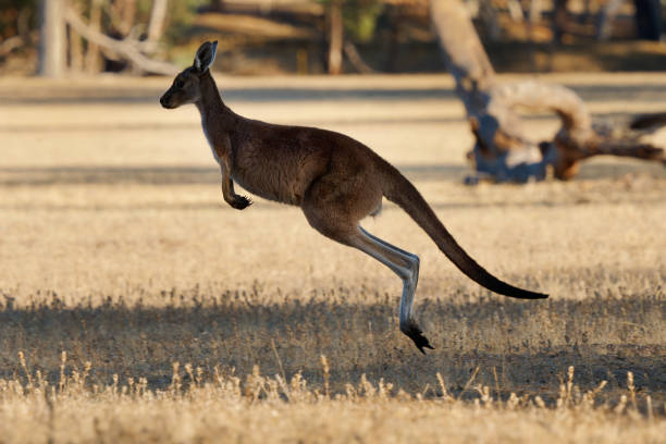 Medium vertical shot of a female kangaroo with a joey in her pouch standing in an area of grass with lush foliage behind on a sunny day on North Stradbroke Island in Australia. The kangaroo is looking over her shoulder, off-frame.