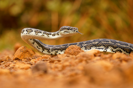 Carpet Python - Morelia spilota large snake of Pythonidae found in Australia, New Guinea, Bismarck Archipelago and the northern Solomon Islands. Snake on the road.