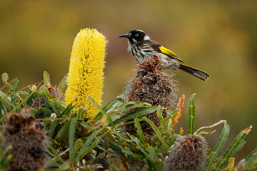 New Holland Honeyeater - Phylidonyris novaehollandiae - australian bird with yellow color in the wings feeding on nectar on the yellow banksia blossom in southern Australia.
