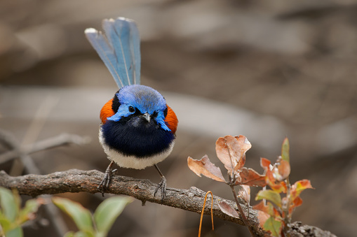 Blue-breasted Fairywren or Wren - Malurus pulcherrimus, non-migratory and endemic passerine bird in Maluridae, bright blue and brown orange bird with long tail from Western Australia.