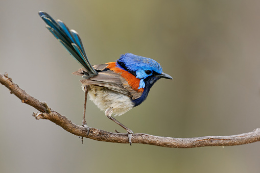 Blue-breasted Fairywren or Wren - Malurus pulcherrimus, non-migratory and endemic passerine bird in Maluridae, bright blue and brown orange bird with long tail from Western Australia.