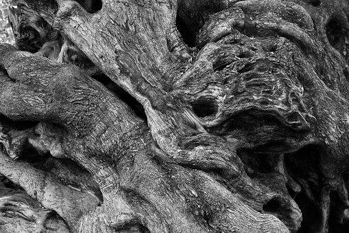 Primer plano y detalle en blanco y negro de la corteza de un olivo centenario