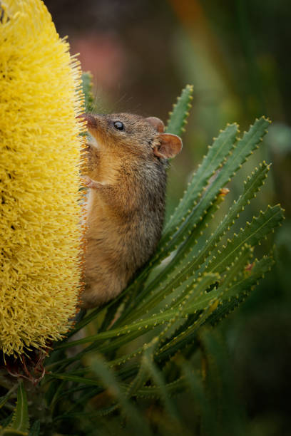Honey Possum or noolbenger Tarsipes rostratus tiny marsupial feeds on the nectar and pollen of yellow bloom, important pollinator for Banksia attenuata and coccinea and Adenanthos cuneatus stock photo