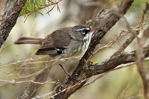 Spotted Scrubwren - Sericornis maculatus brown and white bird on the bush native to coastal southern Australia, formerly considered conspecific with White-browed scrubwren.
