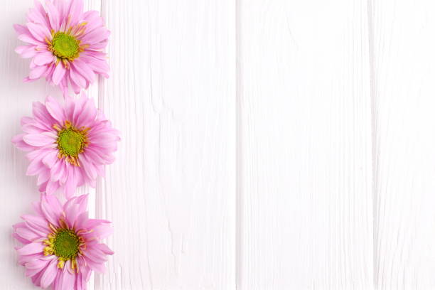istock Pink daisy flowers on wooden background 1467713619