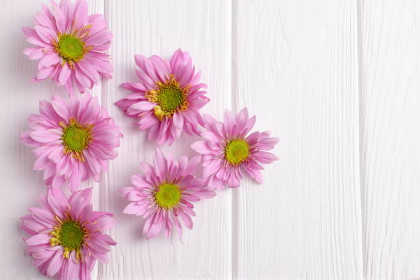 istock Pink daisy flowers on wooden background 1467713625