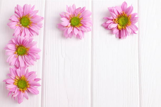istock Pink daisy flowers on wooden background 1467713708