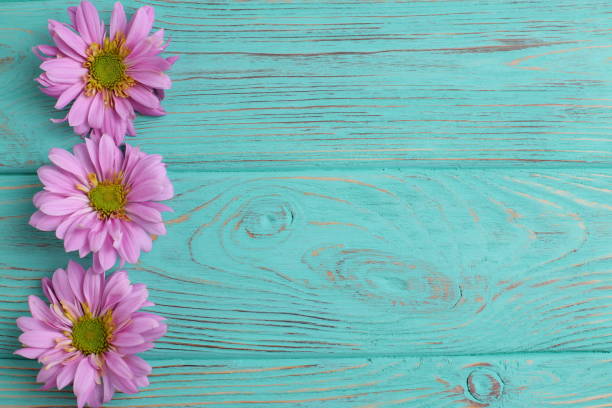 istock Pink daisy flowers on wooden background 1467713729