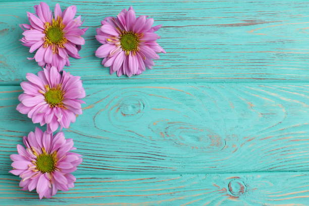 istock Pink daisy flowers on wooden background 1467713739