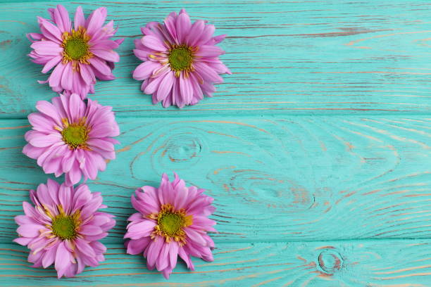istock Pink daisy flowers on wooden background 1467713740