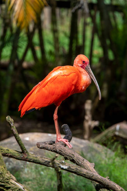 istock Closeup of scarlet ibis with on tree trunk over forest background. 1467713776