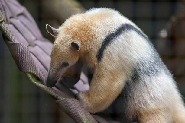 若い南部アリクイ。 - southern tamandua ストックフォトと画像