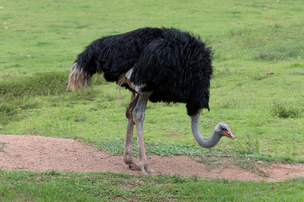 um avestruz (struthio camelus - família struthionidae, de aves que não voam) caminha no pasto à procura de alimento. - bird common rhea south america beak - fotografias e filmes do acervo
