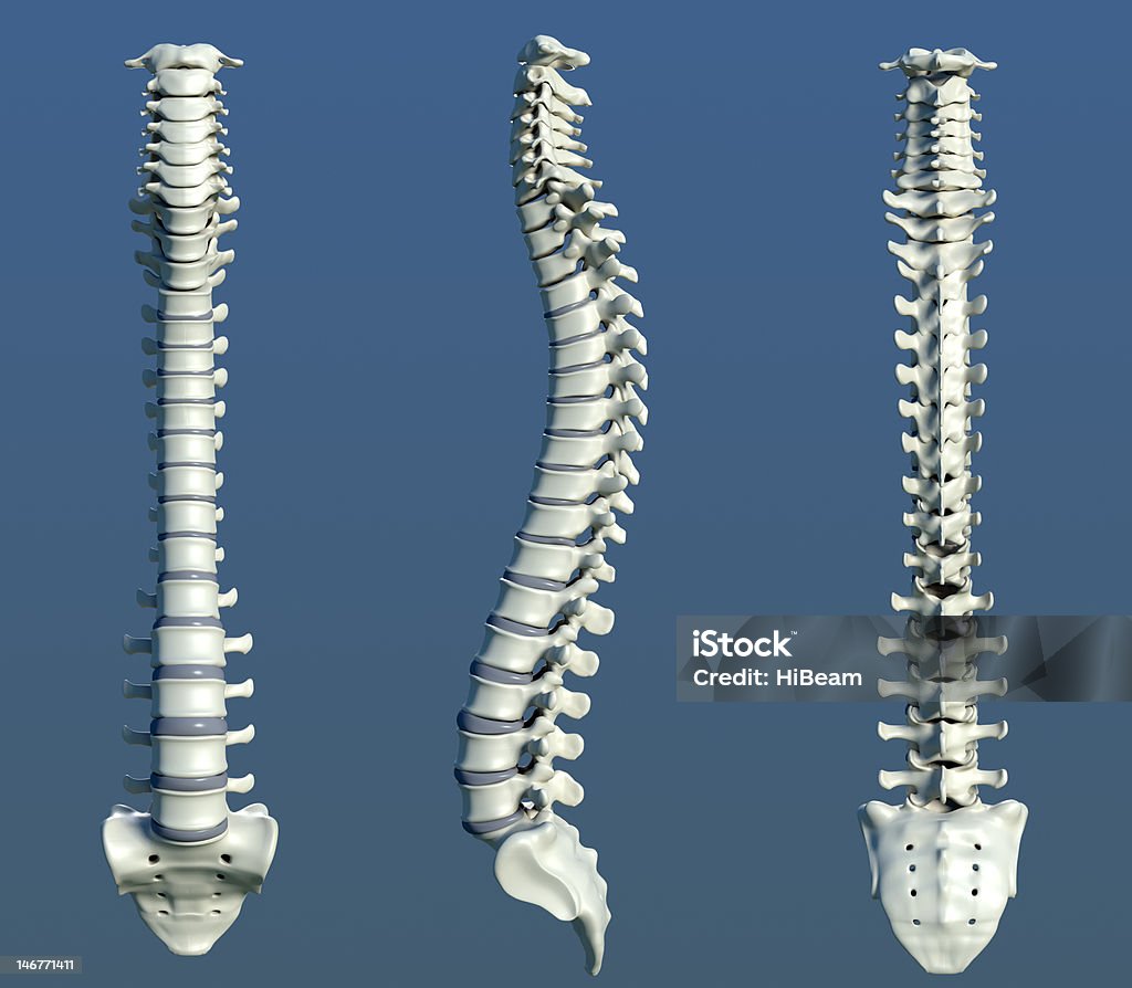 휴머니즘 척추 - 로열티 프리 꼬리뼈 스톡 사진