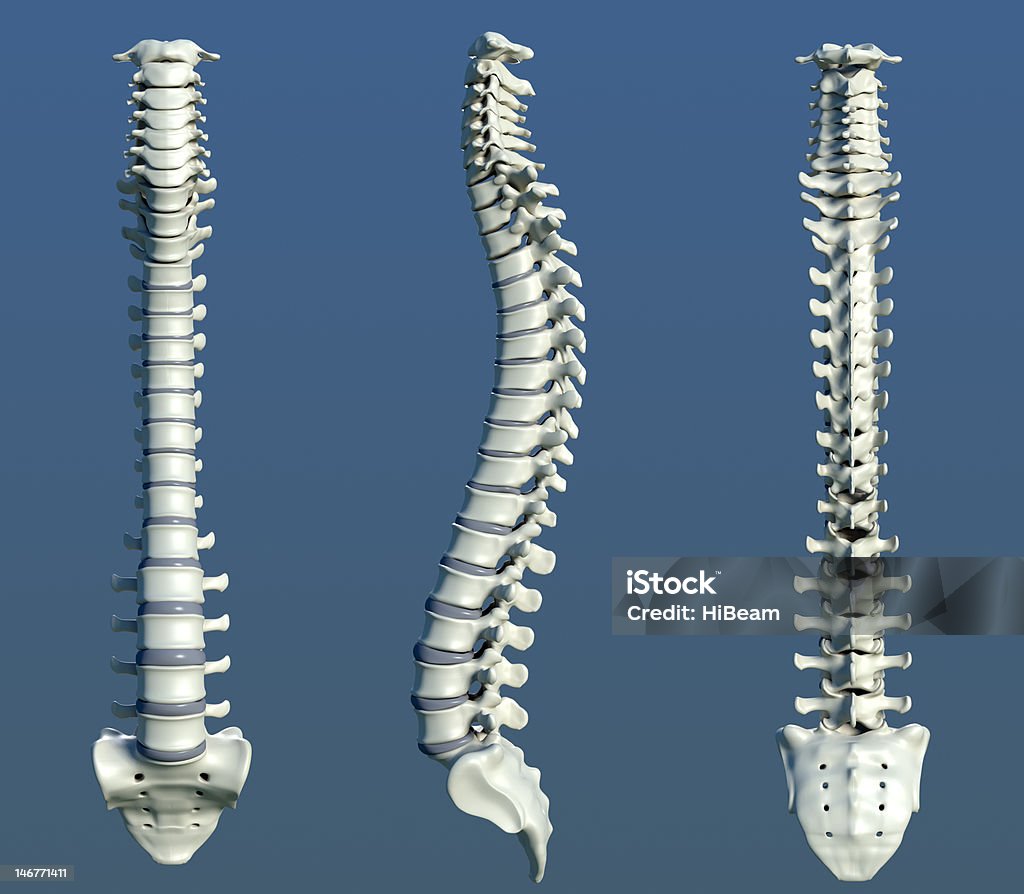 Coluna vertebral humana - Royalty-free Coluna vertebral humana Foto de stock