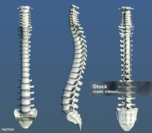 Coluna Vertebral Humana - Fotografias de stock e mais imagens de Coluna vertebral humana - Coluna vertebral humana, Corpo Vertebral, Criação Digital