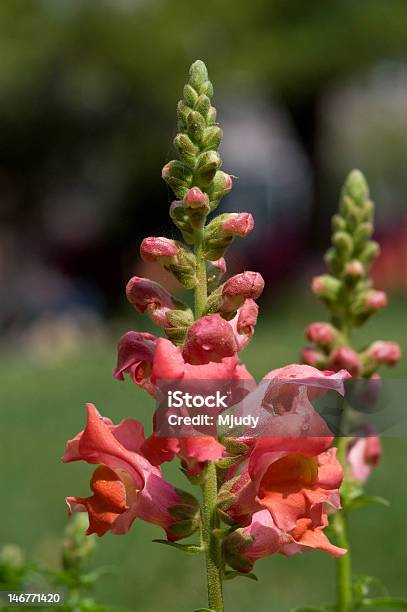 Beautiful Coral Snapdragons Stock Photo - Download Image Now - Beauty In Nature, Botany, Flower