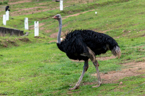 um avestruz (struthio camelus - família struthionidae, de aves que não voam) caminha no pasto à procura de alimento. - bird common rhea south america beak - fotografias e filmes do acervo