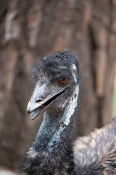 close up de emu, pássaro australiano com fundo marrom desfocado. - bird common rhea south america beak - fotografias e filmes do acervo