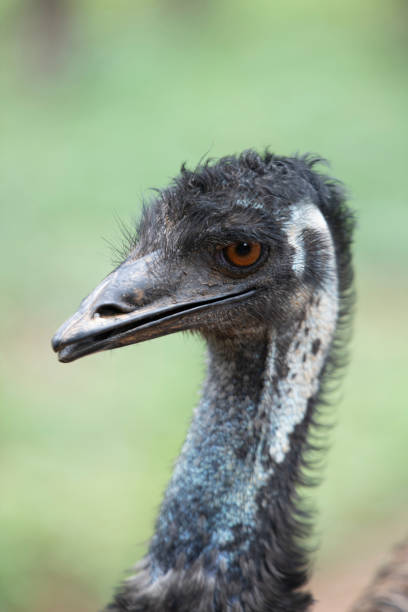 close up de emu, pássaro australiano com fundo verde desfocado. - bird common rhea south america beak - fotografias e filmes do acervo