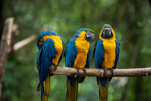 three blue and yellow macaw perched on a tree branch with blurred green background. Species Ara ararauna also known as Arara Caninde. It is the largest parrot in South America