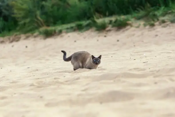 Photo of Frightened thai cat hiding in sand at the beach