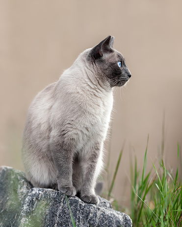 Purebred shorthair thai cat sitting on the stone at nature. Profile view.