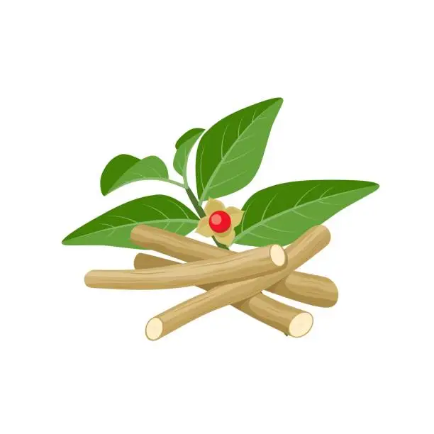 Vector illustration of Ashwagandha root