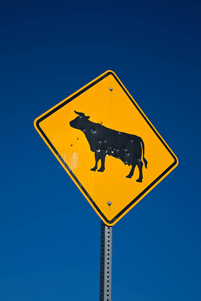 istock Cattle sign with bullet holes 146771645