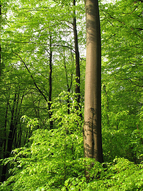 Trunk of tree. stock photo