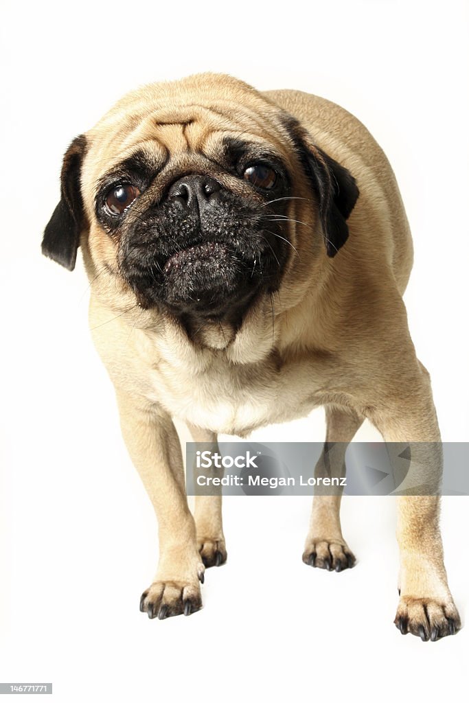 Angry Pug - Foto de stock de Animal royalty-free