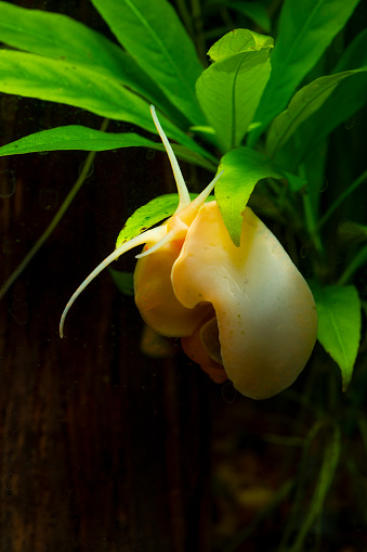 A yellow colored Mystery snail (Pomacea bridgesii) on the glass of an aquarium.