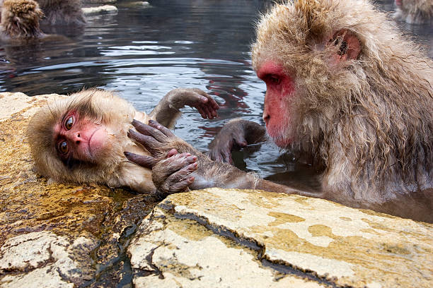 baby snow monkey being groomed by its mother Japan stock photo