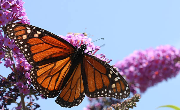 Monarch Butterfly stock photo